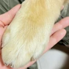 オムライス