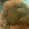 ポケットうさぎ