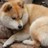ノラーク