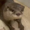 いぬ