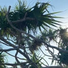 TomomiM