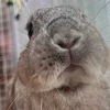 Totoro