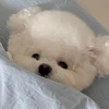 し