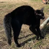 コジコジ
