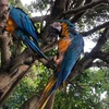 タヌク