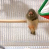 コメマメ