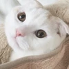 miyu