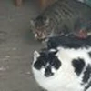 リュウセイ