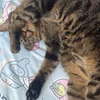 春巻き