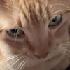 h.h