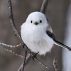 しーま