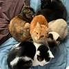 ももんが