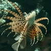 べりべりべりー
