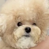 すぽんじぼぶ