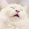 マコやん