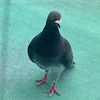 はとっぽ
