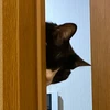 マスキッパにゃんた