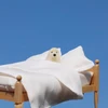彩乃