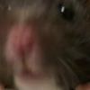 おでん