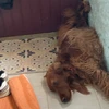 やま