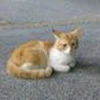 りんご