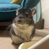さしみ