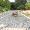 りんご