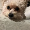 し