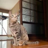 マチ子