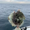 Chiefishgirl