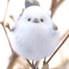 kk-