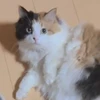 34
