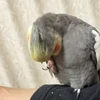 さるやん