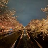 manii_7831