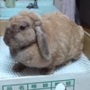 うさぎぱん