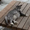 あわあわ