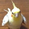 おれんじ