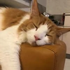 おうどん