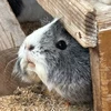 かなう