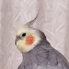 さるやん