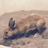 honeybunny