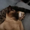 しましろ