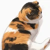 菜乃花