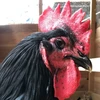 ヘイトケラチン