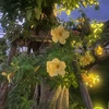 7flower