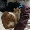 のの