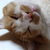 きいろいねこ