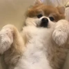 エモ