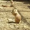 ポケット