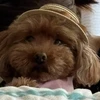choco_puu